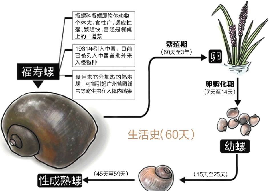 三明多处水域出现的这种大螺蛳千万别吃严重可致死亡