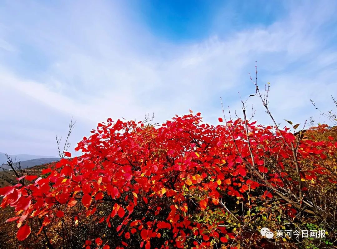 河南渑池县韶山红叶红满山