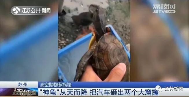 家養烏龜「越獄」，精準砸中樓下轎車！你猜哪個悲劇了？ 寵物 第4張