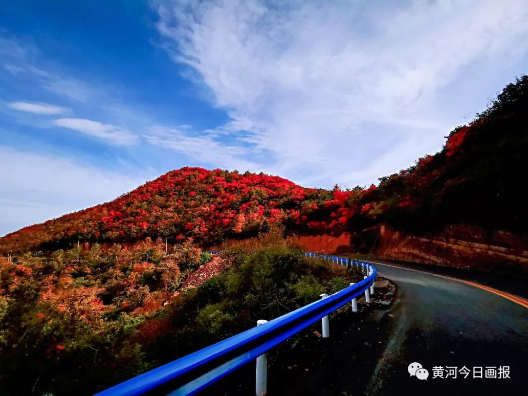 河南渑池县韶山红叶红满山