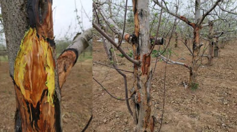 【苹果】苹果树腐烂病流行原因及最新治理方案(另附16