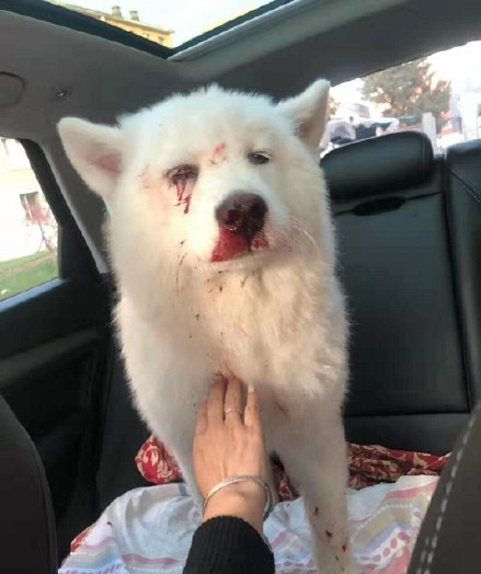 如何让狗狗自己在家排便 43caf06952754d7b81670de2ec1943cf.jpeg