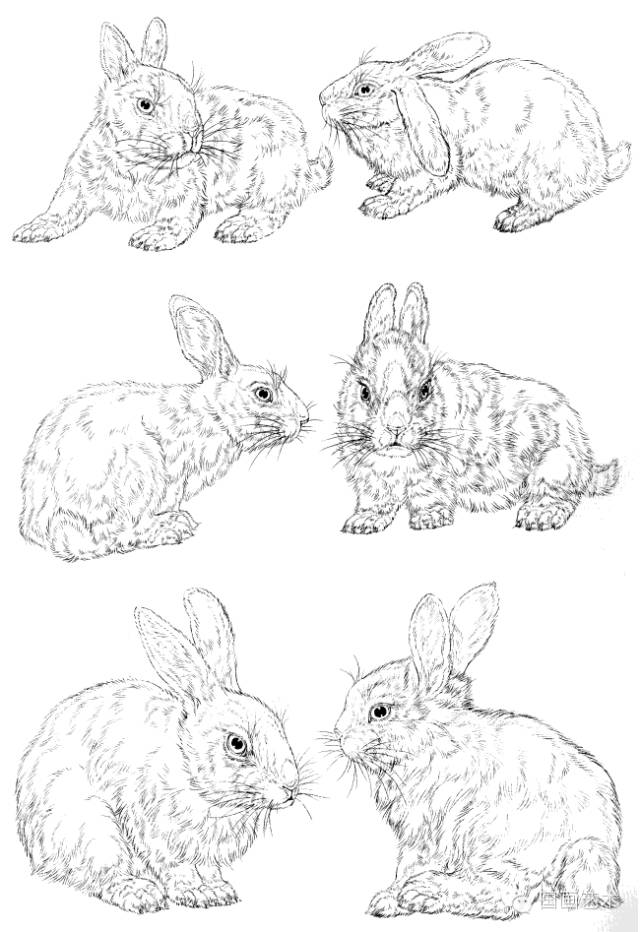 兔子白描示范