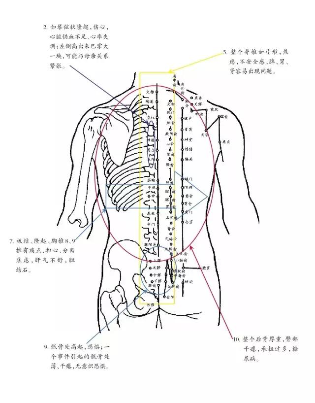 其顺序分别肺区,心区,肝区…… 由此可见,背部是健康的晴雨表,是人体