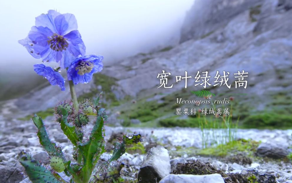 9分!这部最美植物纪录片,将中国35000种植物讲给世界听!