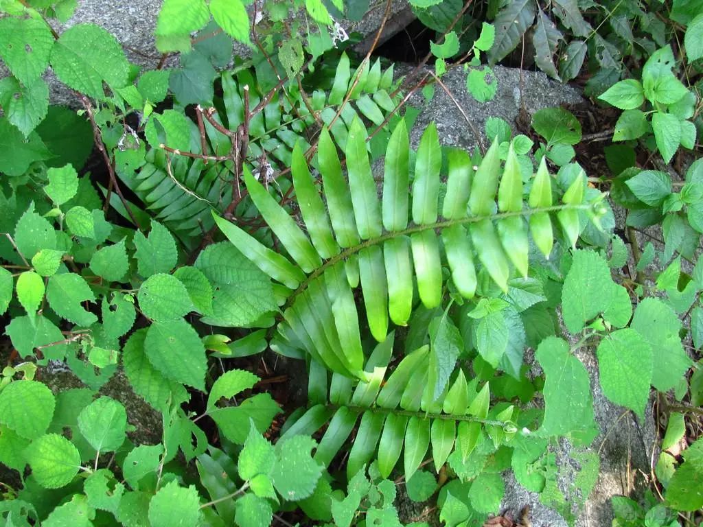 每日一花 | 长叶肾蕨,叶片像梳子一样排列整齐