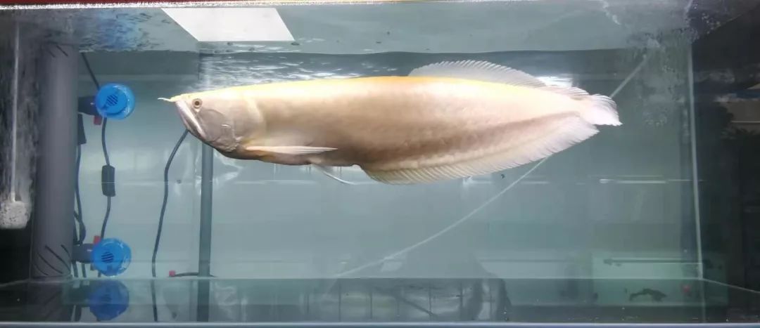 龙源水族今日开业!