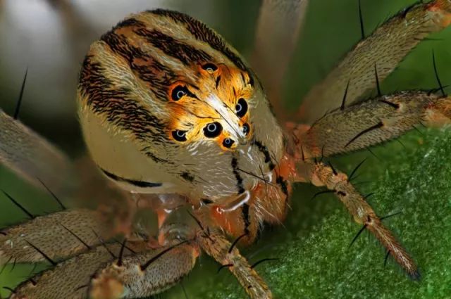 第十四名,雌性oxyopes dumonti(山猫)蜘蛛.摄影:antoine franck