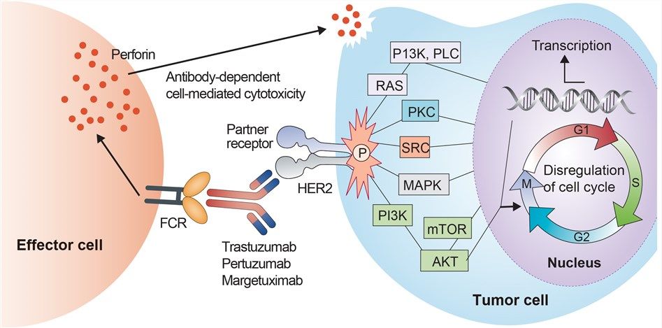 SOPHIA研究：Margetuximab+化療，開闢HER2陽性晚期乳腺癌治療新途徑 健康 第3張