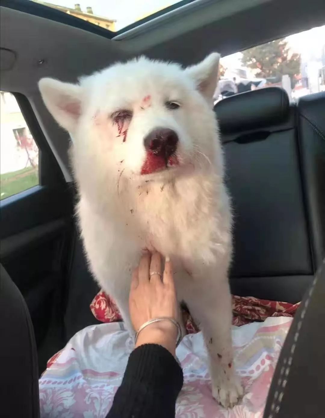 洒狗血 来自搜狐网