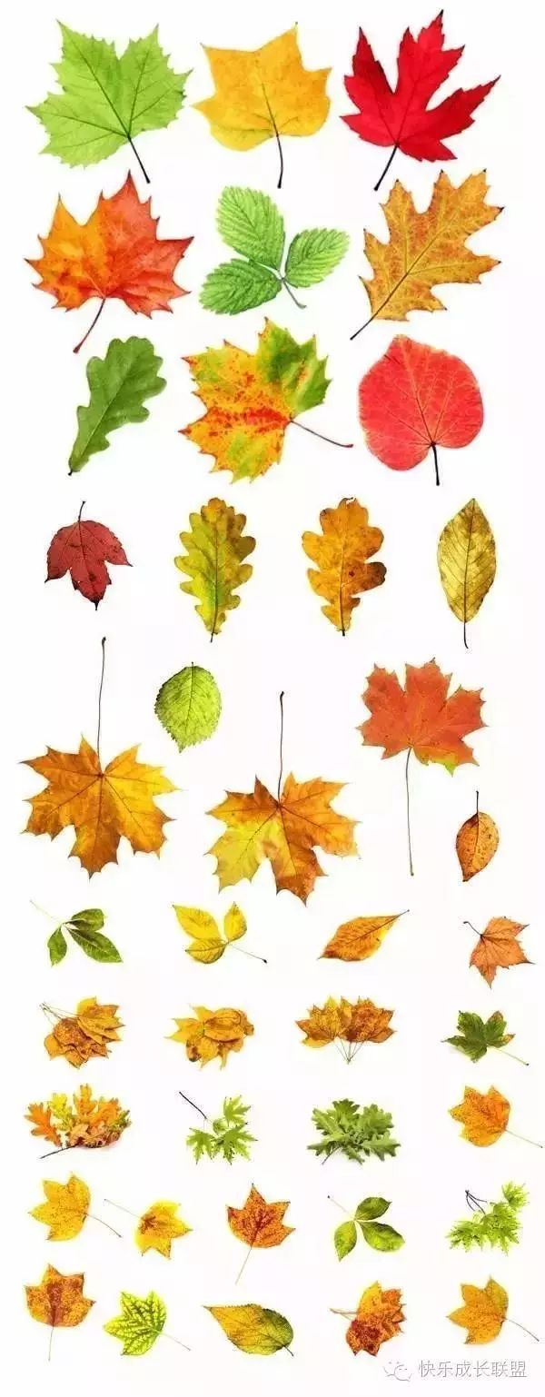 看!这么美的画都是用秋天的树叶做的