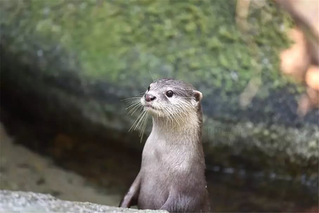 獨龍江發現水中的平頭哥，兇起來能咬死獵狗，連鱷魚都有點怕它 寵物 第4張