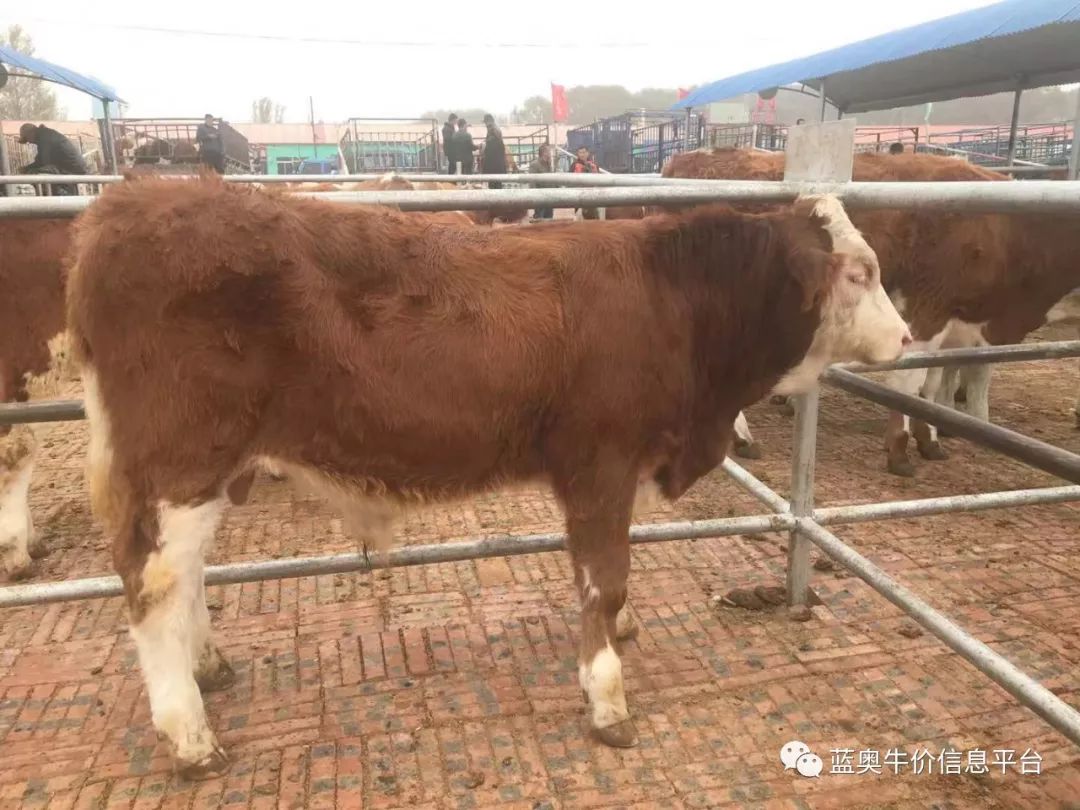 库伦旗最新牛价来啦_牛市