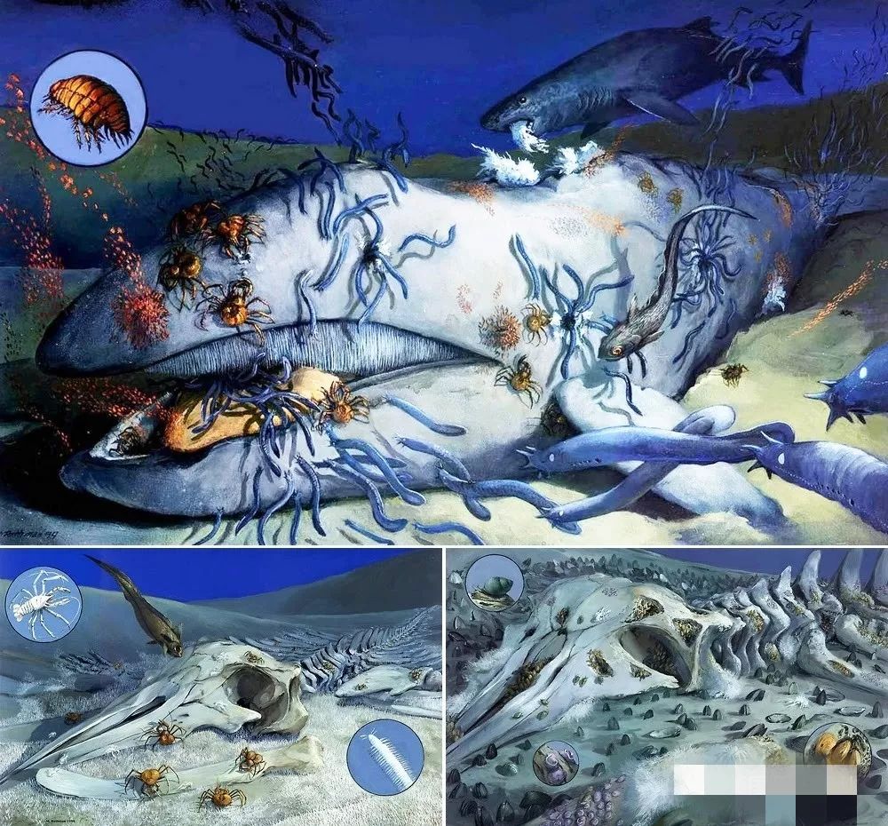 (鲸落过程示意图) 所有参与了鲸落现象的海底的生物们,仿佛是一群最