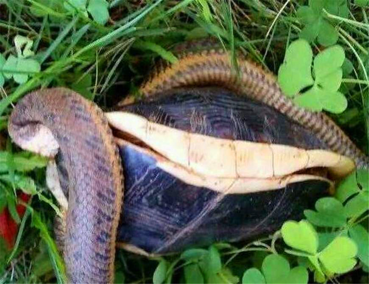 游客在河流边草丛发现龟蛇大战，纷纷打赌谁是胜者_毒蛇