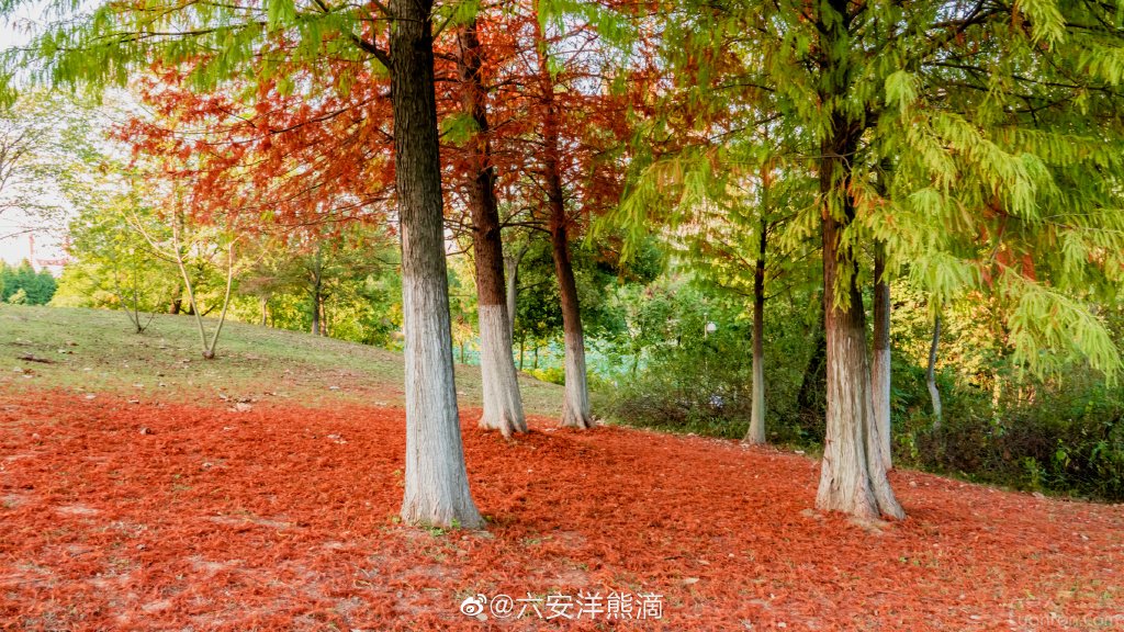 六安网红小树林!中央公园红杉树