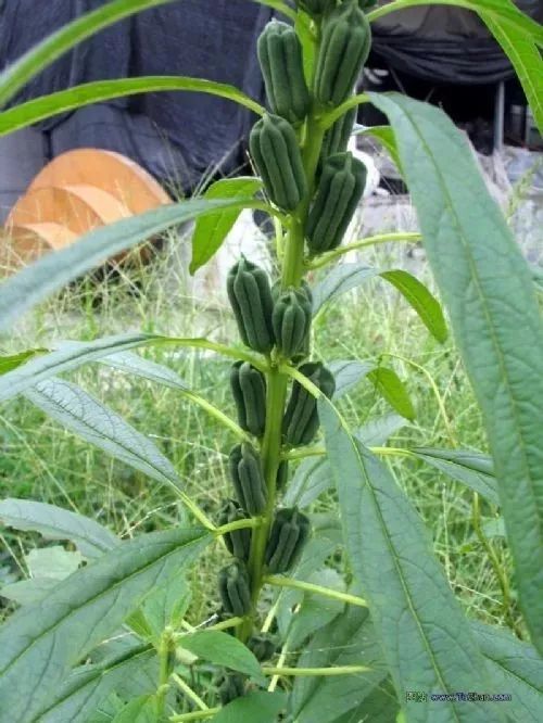 芝麻生长过程 b94f5700920f40ad8778bffe5e924284.jpeg