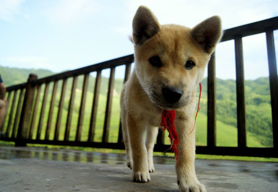 狗狗帮忙打架 bf1d72d7412648acb07735936ff3d9fe.jpeg