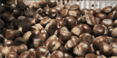 秋天成熟的坚果 ca1a8f95186f4e8dbf7b4459283cf1d5.gif