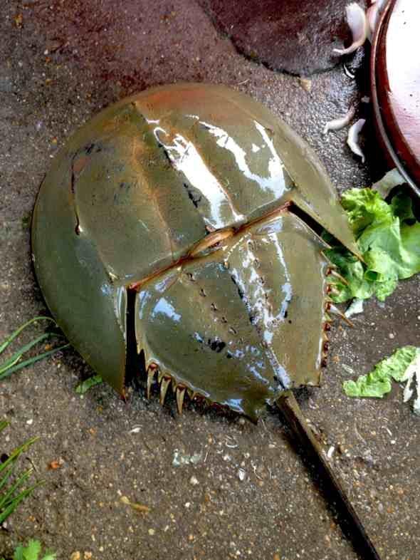 蓝色血液的鲎能吃吗 cc9e5a843d814570a3ef8c86fb0bdc0a.jpeg