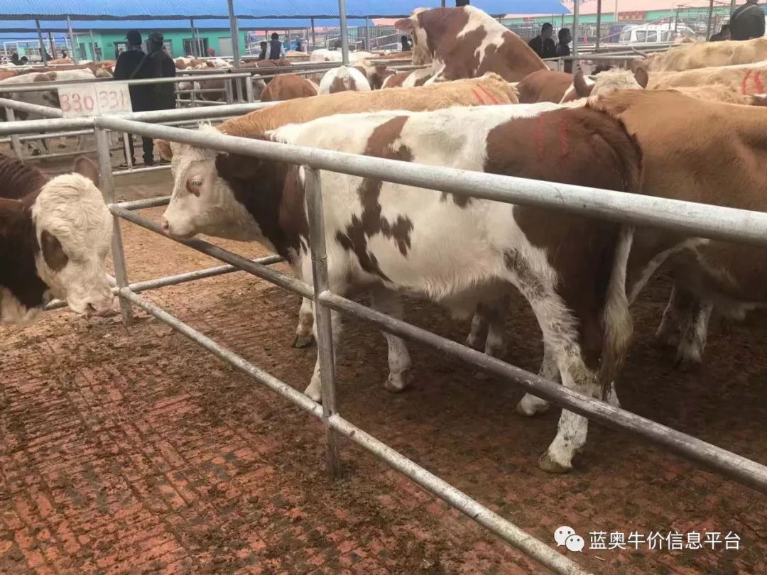 库伦旗最新牛价来啦_牛市