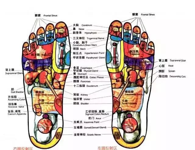 这是道医早就有的说法,脚部是人体的第二心脏.