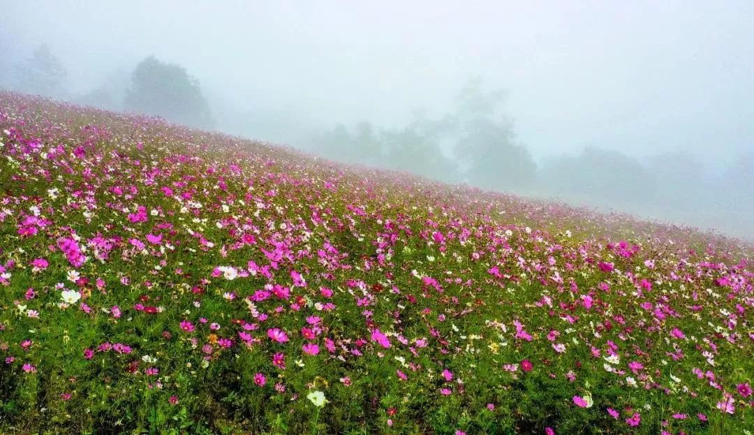 大量外来人口对攀枝花杨花_攀枝花花图片(2)