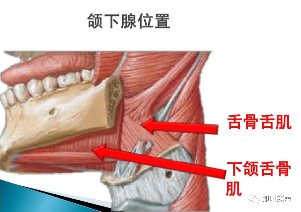 颌下腺解剖及正常超声表现