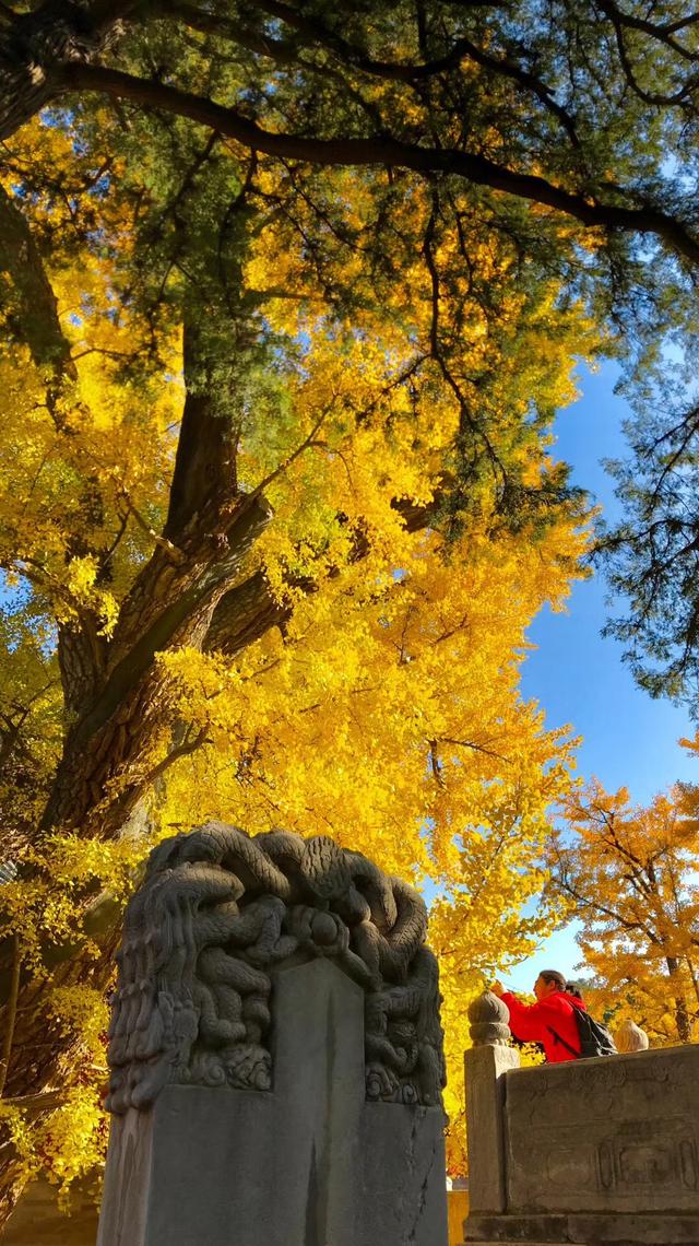 西山大覺寺的銀杏居然1000年，還不趕緊去看看 旅遊 第5張