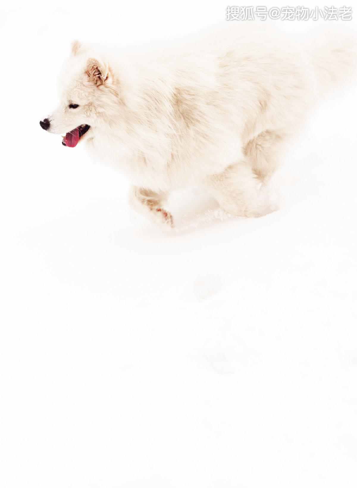 很多铲屎官喜欢给狗吃猫粮?这样做的话,会给狗