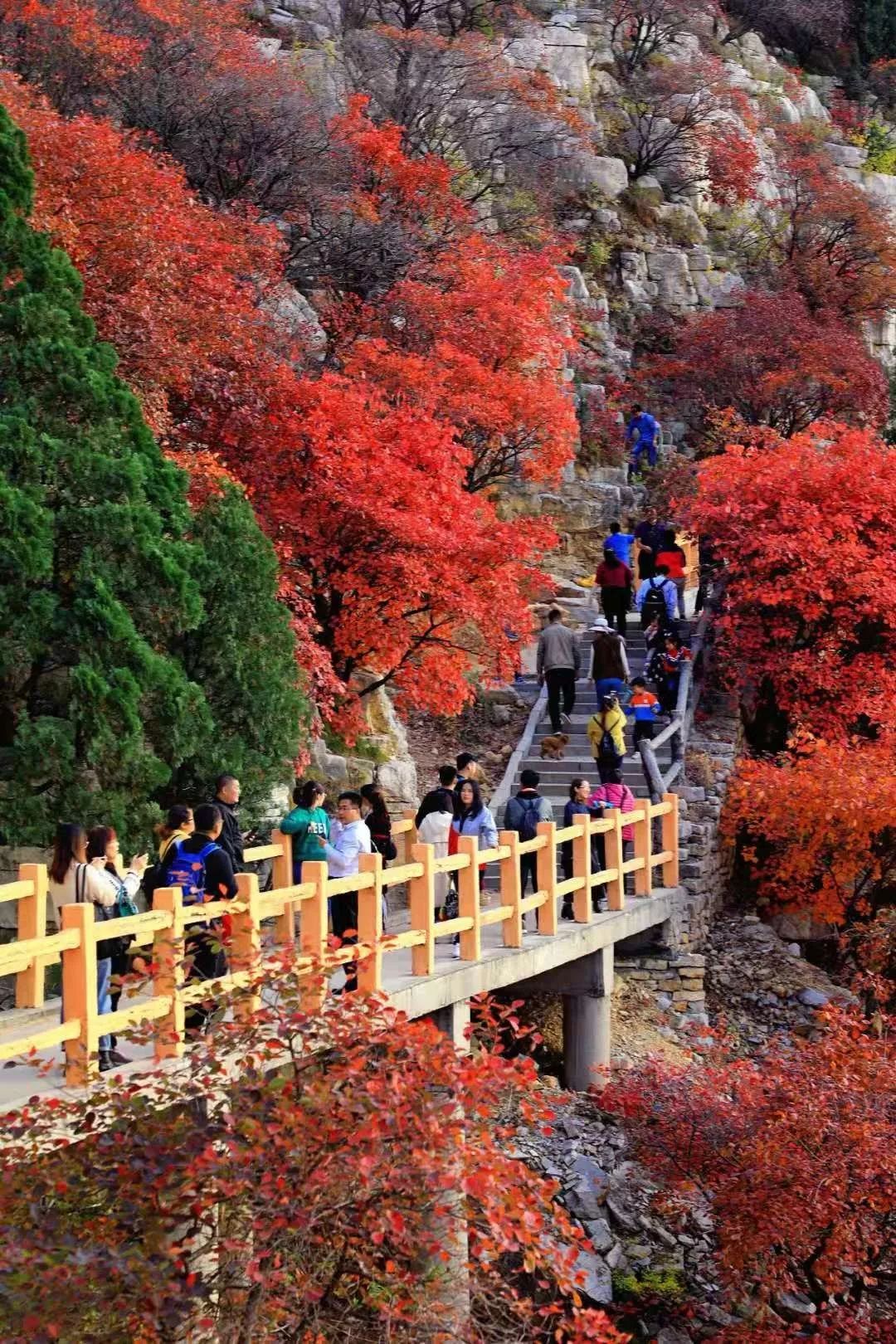 漫山红遍,层林尽染,临朐石门坊景区进入最佳观赏时节,吸引大批游客