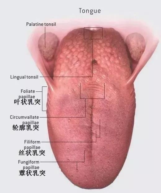 動物們嘗到的味道，和人類有什麼不一樣？ 寵物 第5張