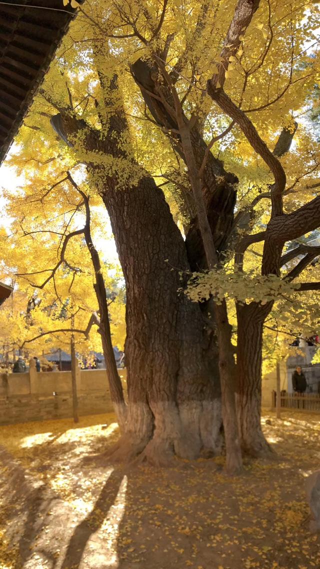 西山大覺寺的銀杏居然1000年，還不趕緊去看看 旅遊 第2張