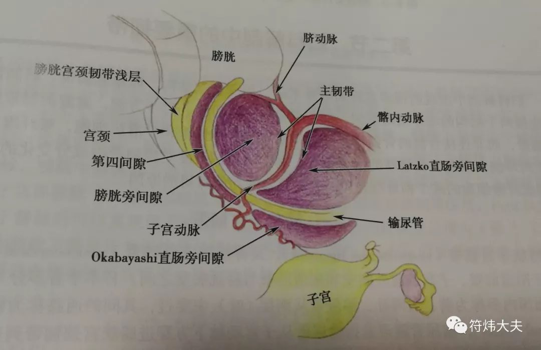 实际上膀胱旁间隙,直肠