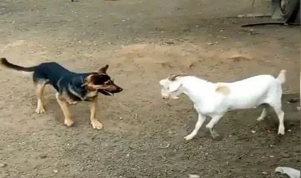 狗子跟山羊打架 刚开始它的气势很凶 可下一秒就怂了 挑衅
