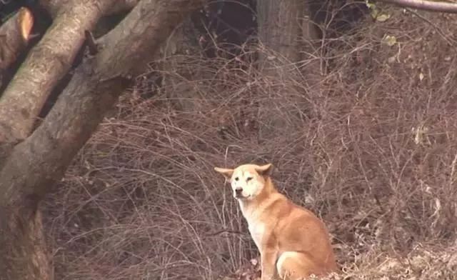 狗狗被拋棄後躲在山坡上，一年後偶遇白狗，熱情的樣子打動狗主人 寵物 第5張