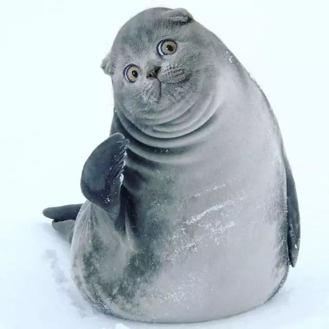 万物皆可猫,这位爱猫的p图大佬,把猫的头p到了各种各样的东西上