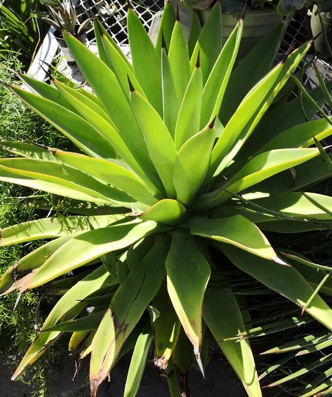 为什么有人喜欢养龙舌兰 5f317f0c90f24888a3bf40584f4e13bd.jpeg