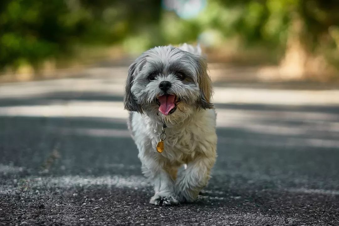 一問課堂 | 愛犬「撒手沒」？怎樣讓它一喚就回？ 寵物 第14張