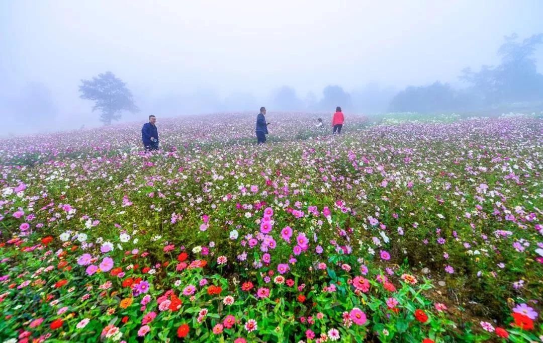 大量外来人口对攀枝花杨花_攀枝花花图片(2)