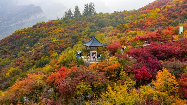 幽岚山下坡峰岭 一片相思尽染层林 红叶