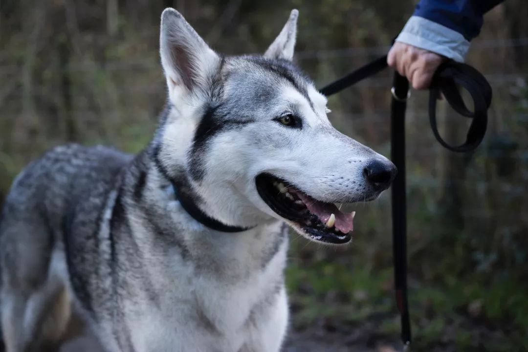 一問課堂 | 愛犬「撒手沒」？怎樣讓它一喚就回？ 寵物 第7張