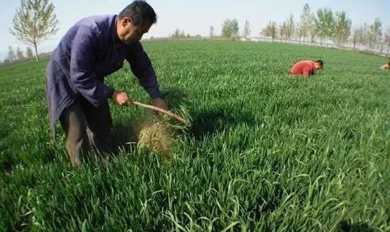 甲基二磺隆除草剂_除草剂甲基二磺隆价格_甲基二磺隆除草剂药害有哪些