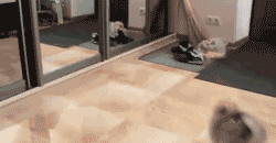 97971fe6062d4a79b8ef88dda0f5781a.gif