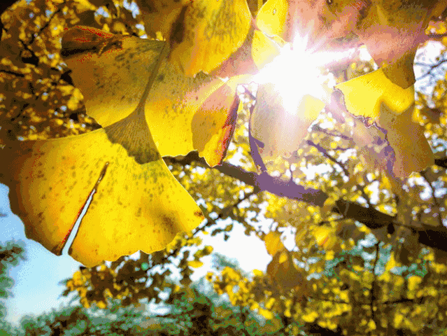【摄影之旅-银杏专场版】 【阳光正好,你我恰好,一笔秋色,三生有幸