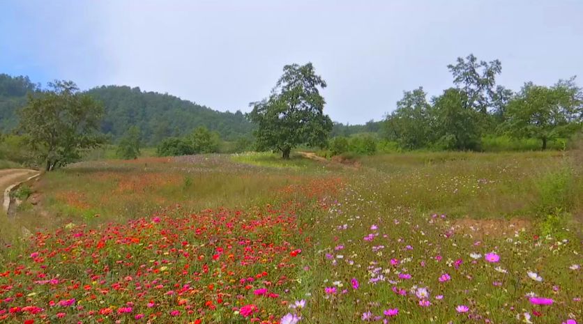 大量外来人口对攀枝花杨花_攀枝花花图片(2)