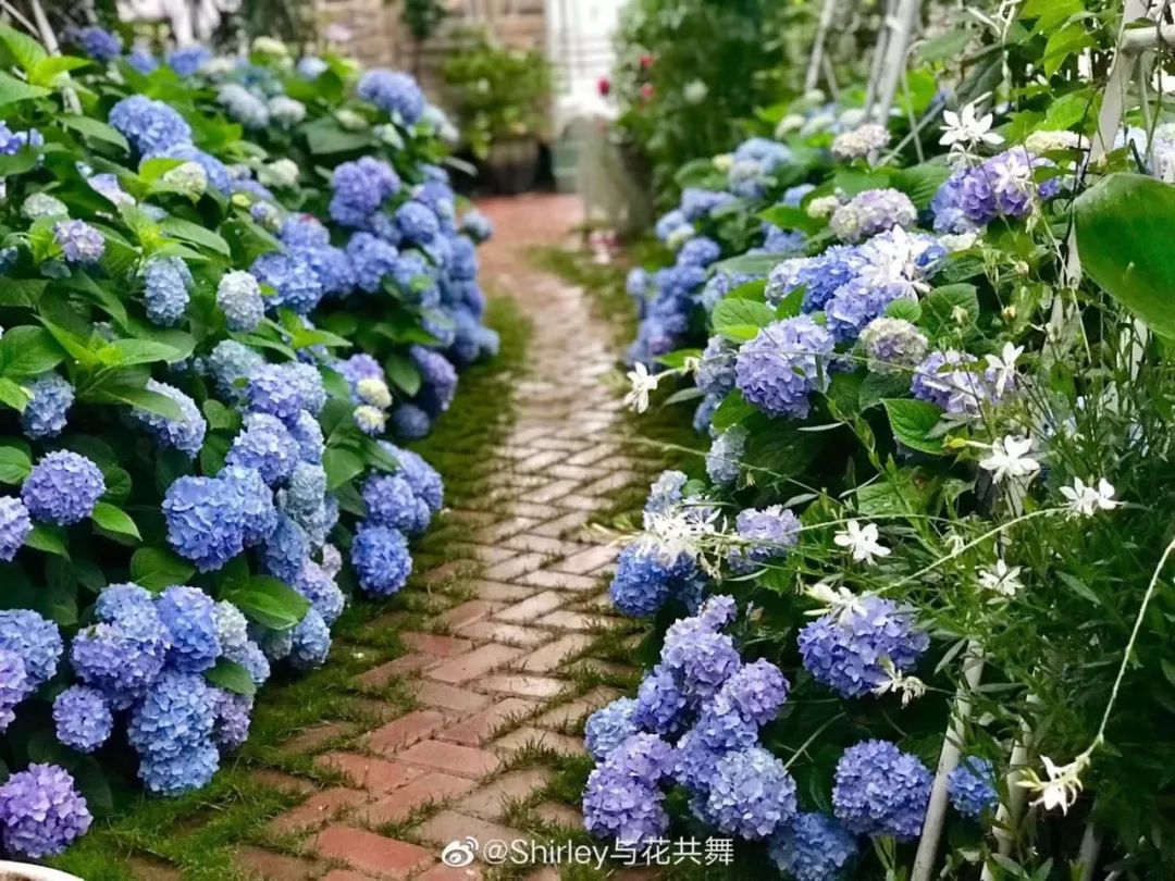 不赚钱只种花适合逃离的5家花园民宿刷爆抖音