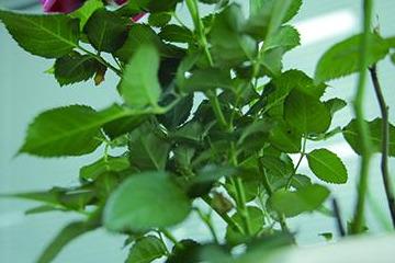 c0eac53049aa4e5cbc56282cc106935a.jpeg