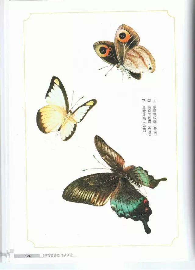 名家的蝴蝶图谱
