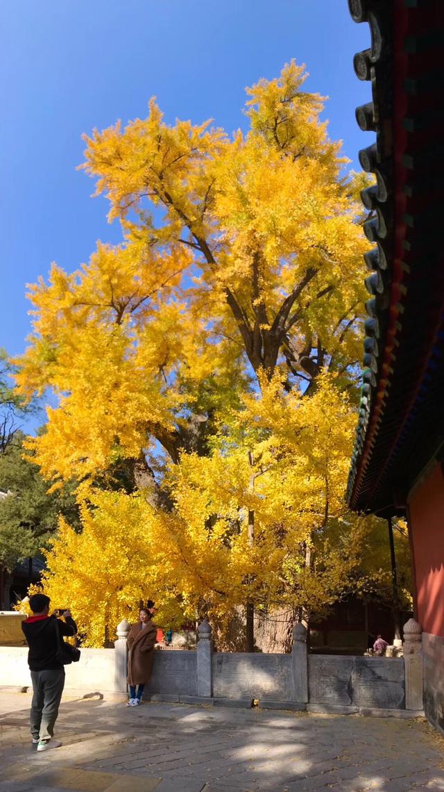 西山大覺寺的銀杏居然1000年，還不趕緊去看看 旅遊 第1張